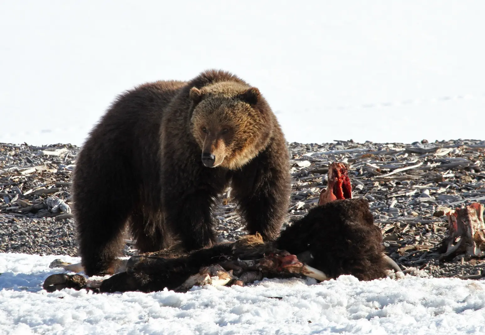 4-Foot Predator Killed by Hiker: An In-Depth Analysis